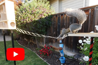 Ultimate Squirrel Obstacle Course